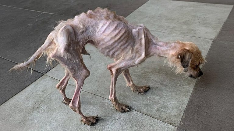 Bones almost piercing the skin, he walks with difficulty and begs everyone for some mercy