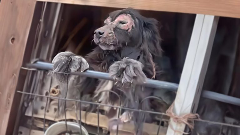 Forced to Live There & Forgotten All His Life— His Eyes Pleaded for Mercy, His Owner Showed None