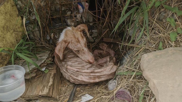 He Looked at Me With His Last Strength… Begging for the Life No One Else Gave Him!