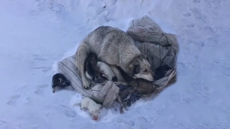 Mama Dog is Crying, Begging to Be Saved After Giving Birth to 10 Puppies in The Cold Snow