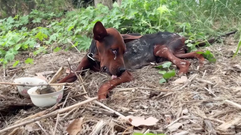 Forgotten on a Chain— The Guard Dog Losing Strength & Faith Waiting for Owner Who Never Returned