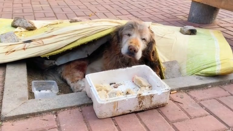 Forsaken and Heartbroken, a Once-Devoted Dog is Now Left Behind, Weary in His Final Days
