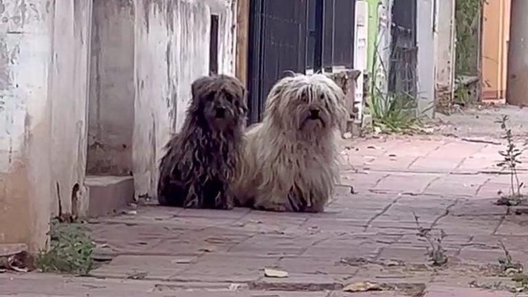 No One Helped Them, They Lived in Fear, Struggling to Accept that They Will Never be Loved