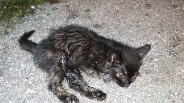 The kitten lying and crying hopeless waiting for help! What she was going through are nightmare!