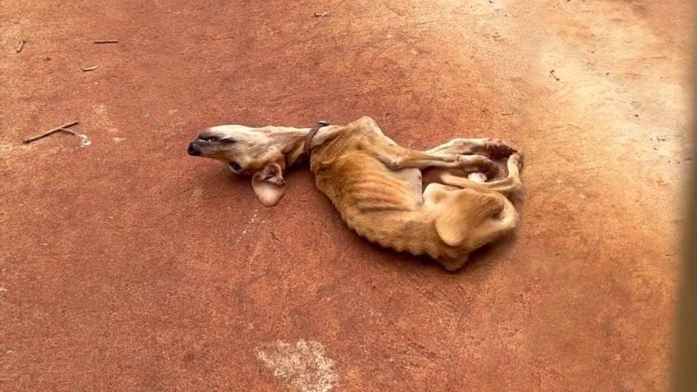 She Twisted Her Head Painfully and Begged the Owner Let Her in, He Just Watched Her Pass Out