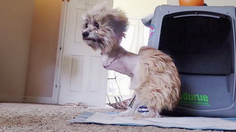 Left in the hospital with severed legs, begging everyone to help her but no one wanted her