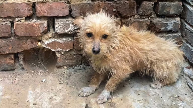 My Husband Froze When He Saw What Was Hiding Inside The Drain Pipe