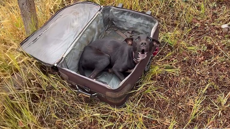 “Please Don’t Leave Me” Blind & Disabled, He Cried as His Owner Sealed the Suitcase & Walked Away