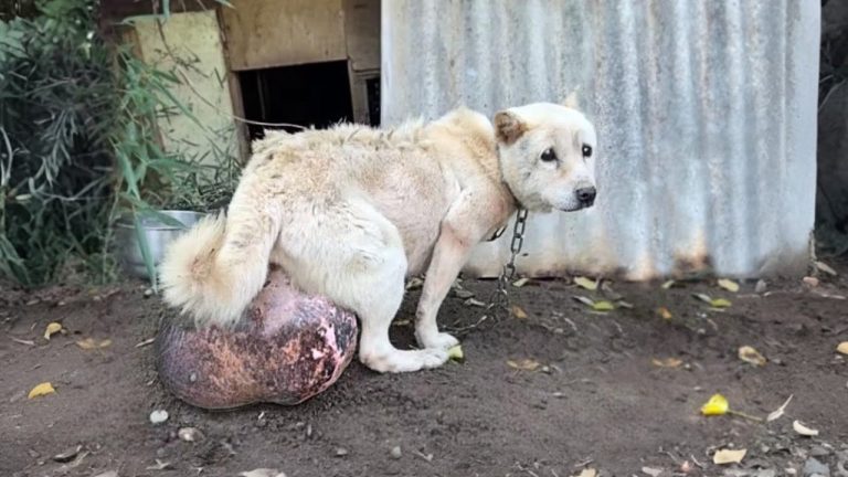 She Never Knew Freedom — Just a 1 Meter Chain and a 10 kg Tumor That Hurt With Every Step