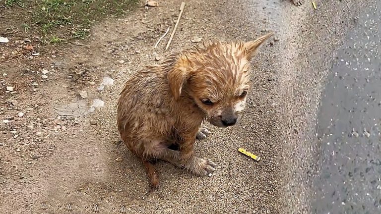 A Miracle Rescue of a Poisoned Stray Puppy