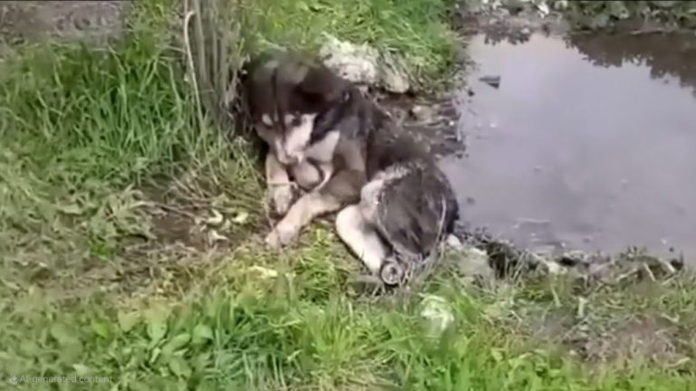 Under the rain, her paralyzed limbs froze as she waited for her dad who had abandoned her