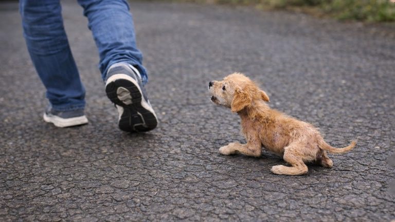 Starving, Malnourished Puppy Ran After a Man Begging for Help — Finally Rewarded!