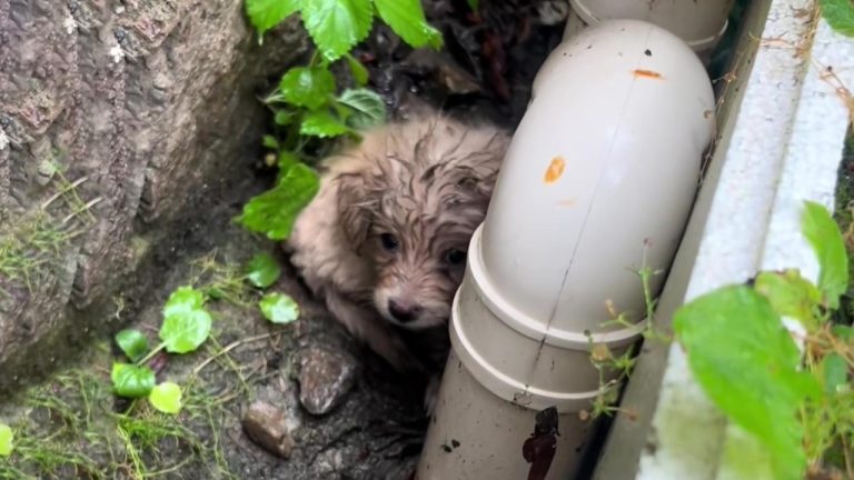 He Was Cold, Starving, and Alone in the Storm—Until I Promised He’d Never Be Hurt Again!