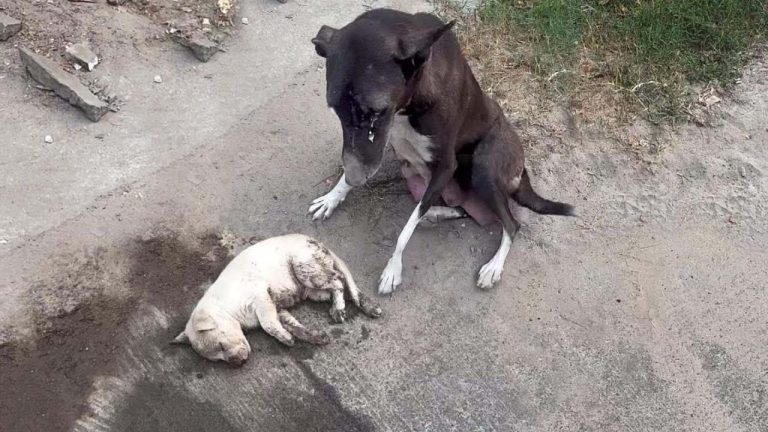 Monster hit to head and left the puppy crying in pain! The mother dog reach us begging for help!