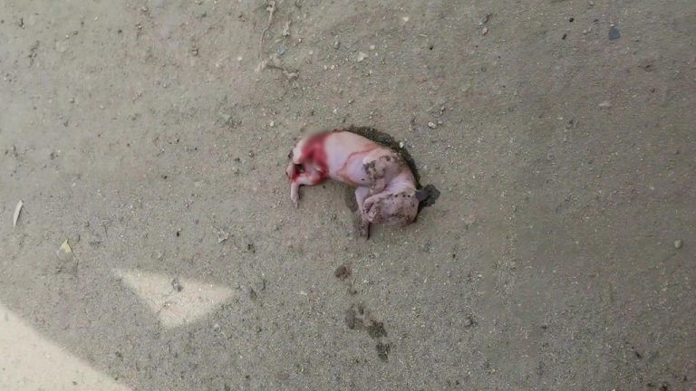 A couple found a newborn pup on the road, took care of it every day finally brought it back to life!