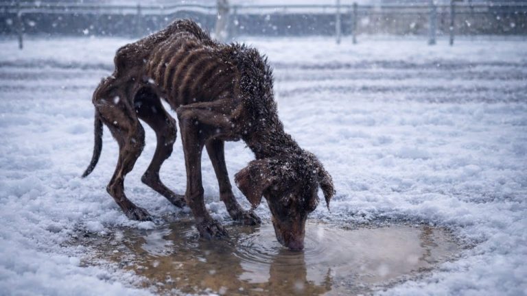 Under Months of Cold Snow and Hunger… A Blind Dog Finally Collapses