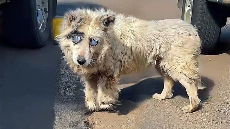 Scary blind eyes، made her always chased away and ridiculed whilesilently suffer