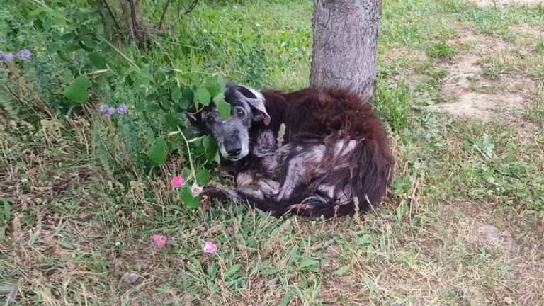 Her eyes filled with sadness, the sick dog didn’t understand why they dumped her and the sad truth