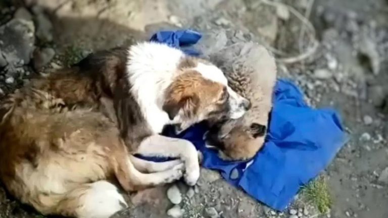 The mama dog hugged her puppy crying in vain, she didn’t know how to save him