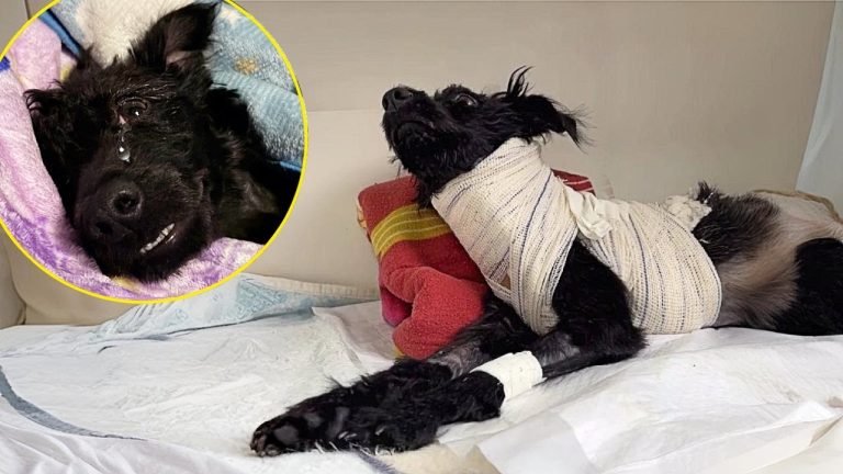 She Looked at me, Eyes Full of Desperate, “Why Waste Time On Me?” Until I Made her a Promise