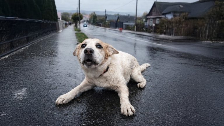 The Owner Turned His Back — The Dog Crawled and Begged for One Last Chance