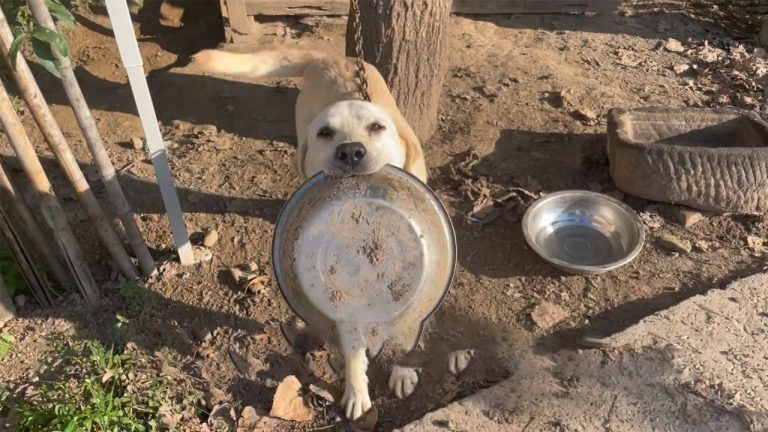 Chained in a Narrow Alley, The Dog Patiently Holds An Old Bowl, Begging Passersby for Food Every Day