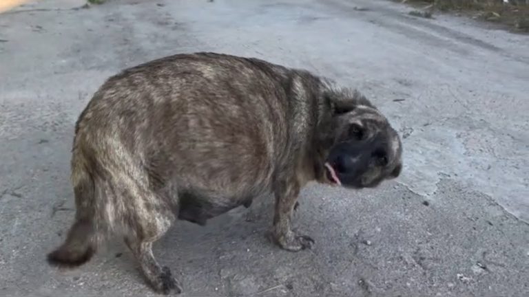 Pregnant Dog Continuously Wagging Tail, Smiling Because She Wanted Help While Abandoned By Her Owner