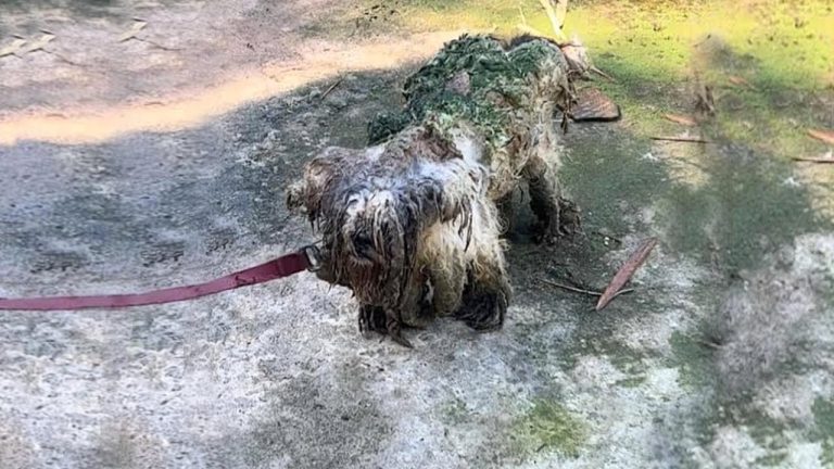 Forgotten & chained there for years after his owner passed away, the blind dog lived sad in poverty