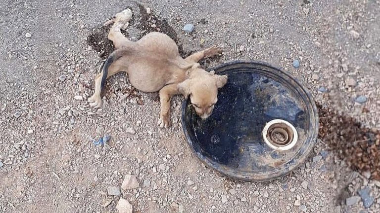 Sacrificed 6 years of her life to heal a completely paralyzed puppy, but in the end