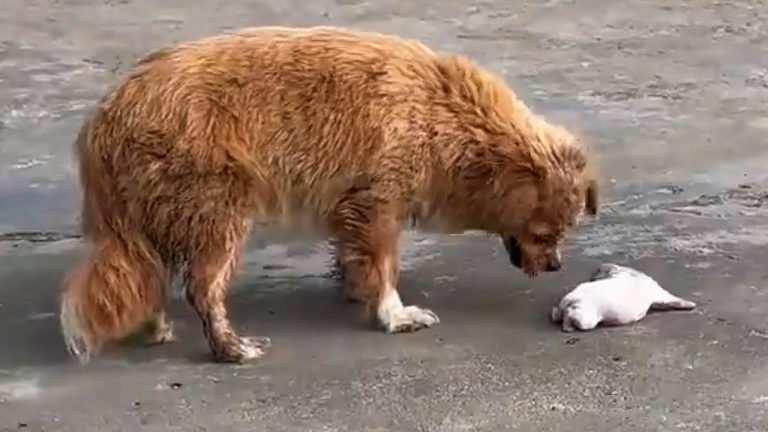 She Begged Me With Her Eyes—Not for Herself, But for Her Baby