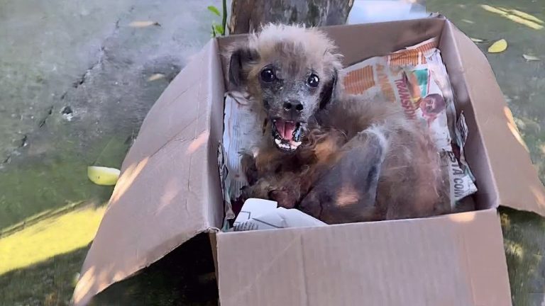 Mistreated for life and discarded in her final days, she burst into tears at the first touch of love