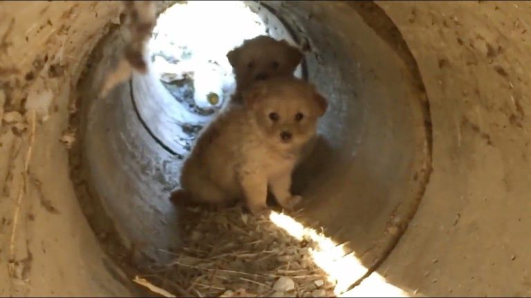 Scared Puppies Rescued from a Pipe