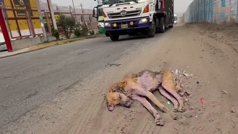 She Collapsed Inches from Death, Weak and Motionless as Everyone Rushed Past in Indifference