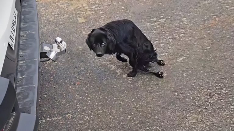 “Please Save me”, The Crippled Puppy Crawled to my Car & Looked at me With Pained Eyes