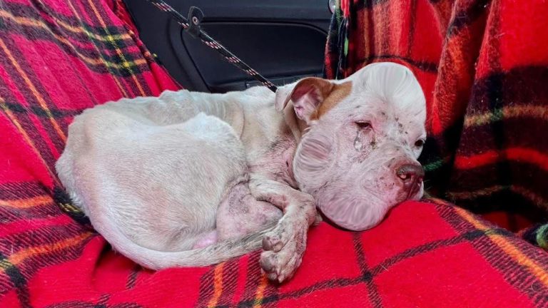 Starved, Broken, Forgotten… Until Love Gave Erick a Second Chance at Life