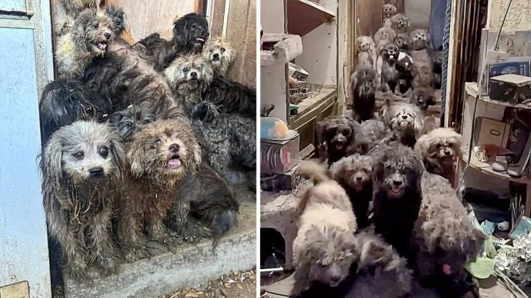 32 dogs were locked up just to have puppies—They begged all the day for some water & freedom