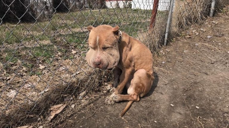 He was used as bait dog, chained to fence as infection spread via his body, he’s slowly ending