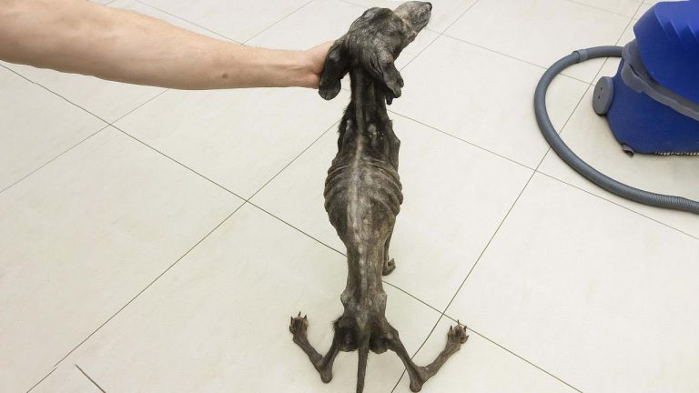 Left to Die in a Trash Bag, His Tail Still Moved — Proof That Hope Never Truly Dies!