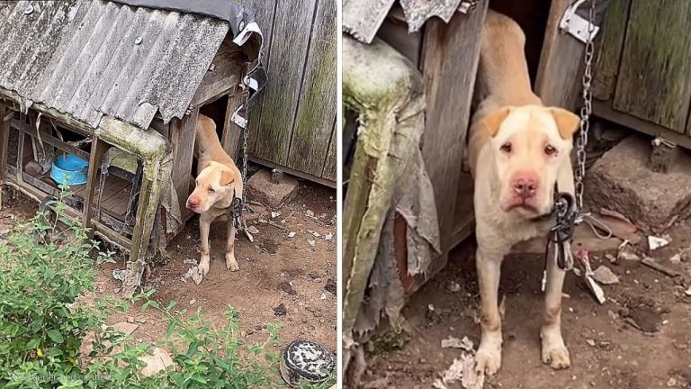 Always tied the blind dog up in the backyard, while the other dog slept snugly inside