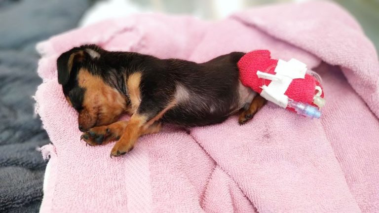“Please don’t” 6 week old puppy begged his owner, then he passed out in tears