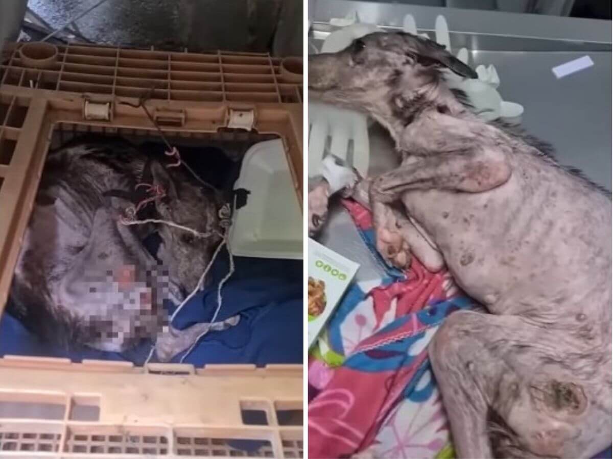 She Spent 10 Years Locked in a Cage. One Open Door Changed Everything