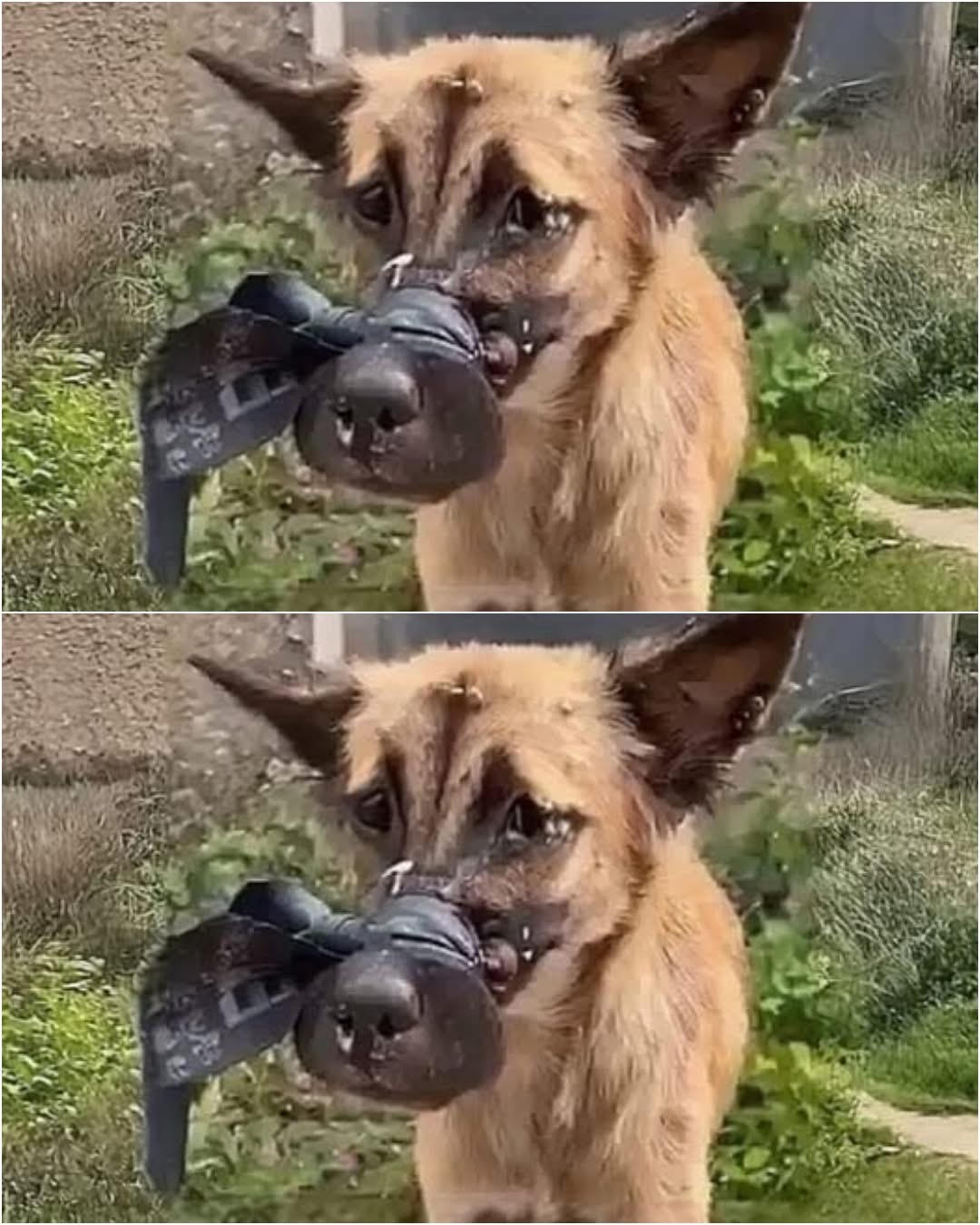 Her Mouth Sealed Shut and Her Pain Hidden From the World, How Vittoria’s Silent Suffering on the Streets Ended in Rescue, Trust, and the Arrival of a Man Who Refused to Leave Her Behind 2629