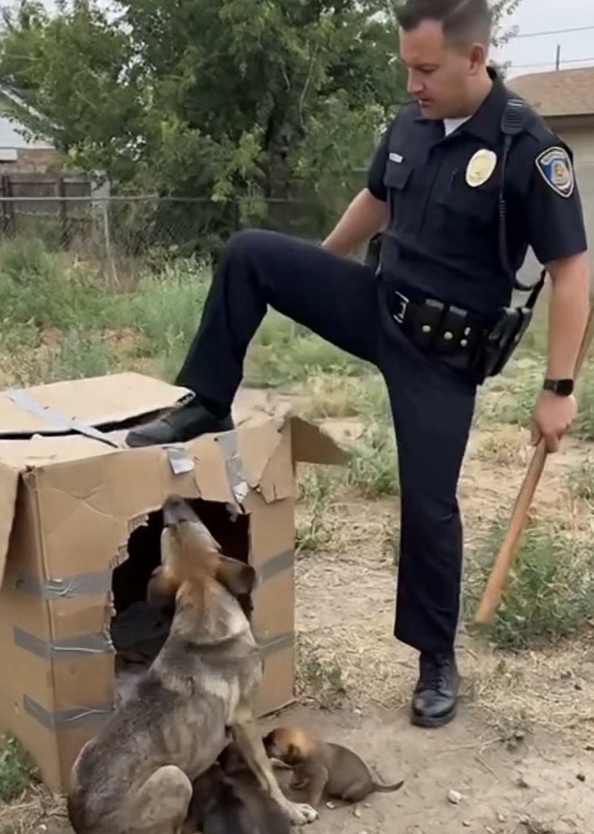 The monarch butterfly completes one of the longest and most mysterious migrations on Earth, and it happens almost entirely across the United States.