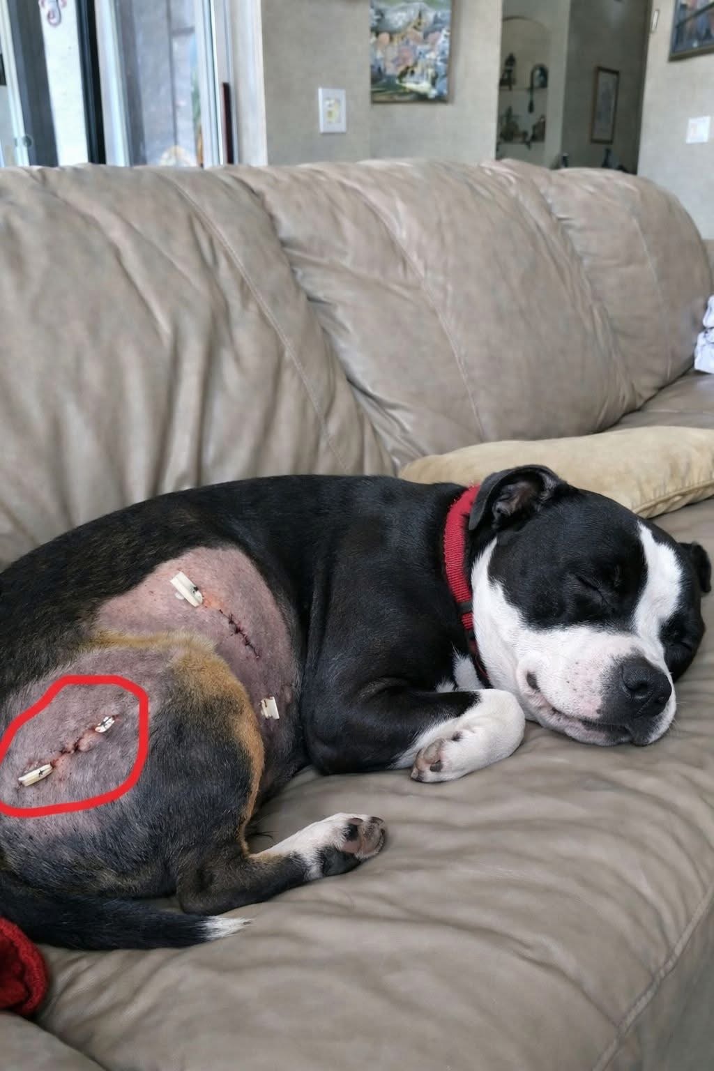 💔🐾 She’s home… and she’s still fighting.This brave Staffordshire bull terrier has finally made it home after surgery.Her powerful body has been shaved,marked with stitches and bruises —clear signs of a battle she never chose.Yet her eyes still hold trust,her heart remains calm,and her soul is filled with quiet love.Curled up on the couch,she finally allows herself to rest.Exhausted. Vulnerable. Safe.No complaints.No anger.Just that steady patience and strengththat Rottweilers are so well known for.Staffordshire bull terriers don’t understand what surgery is.They don’t know why needles hurt,or why everything suddenly changed.But they understand love.They understand loyalty.They understand when their humans stay close —silent, steady, and strong.Tonight, she sleeps at home —where she is safe.Wrapped in warmth,surrounded by care,and watched over by the peopleshe would give everything for.Healing won’t happen overnight.But step by step, she’ll rise again —because the heart of a Staffordshire bull terrieris stronger than pain,stronger than fear,and stronger than the world’s misconceptions. ❤️🐶💔Send her a little ❤️ for a smooth and gentle recovery.