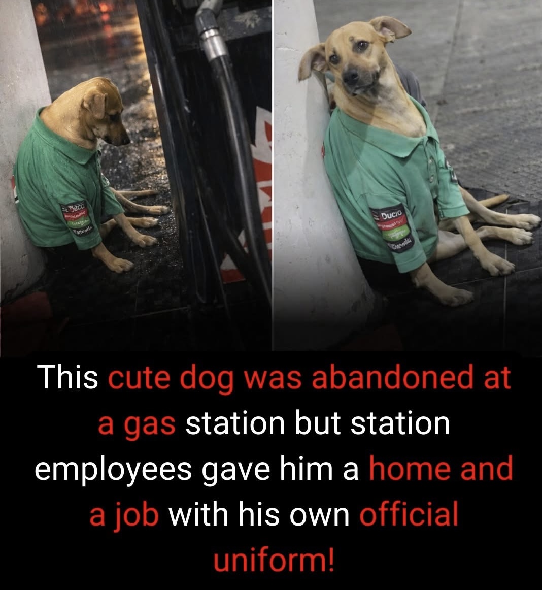 This cute dog was abandoned at a gas station but station employees gave him a home and a job with his own official uniform!