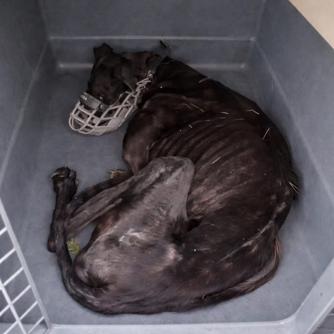 She spent her entire life locked in a cage, because her owner hated her.