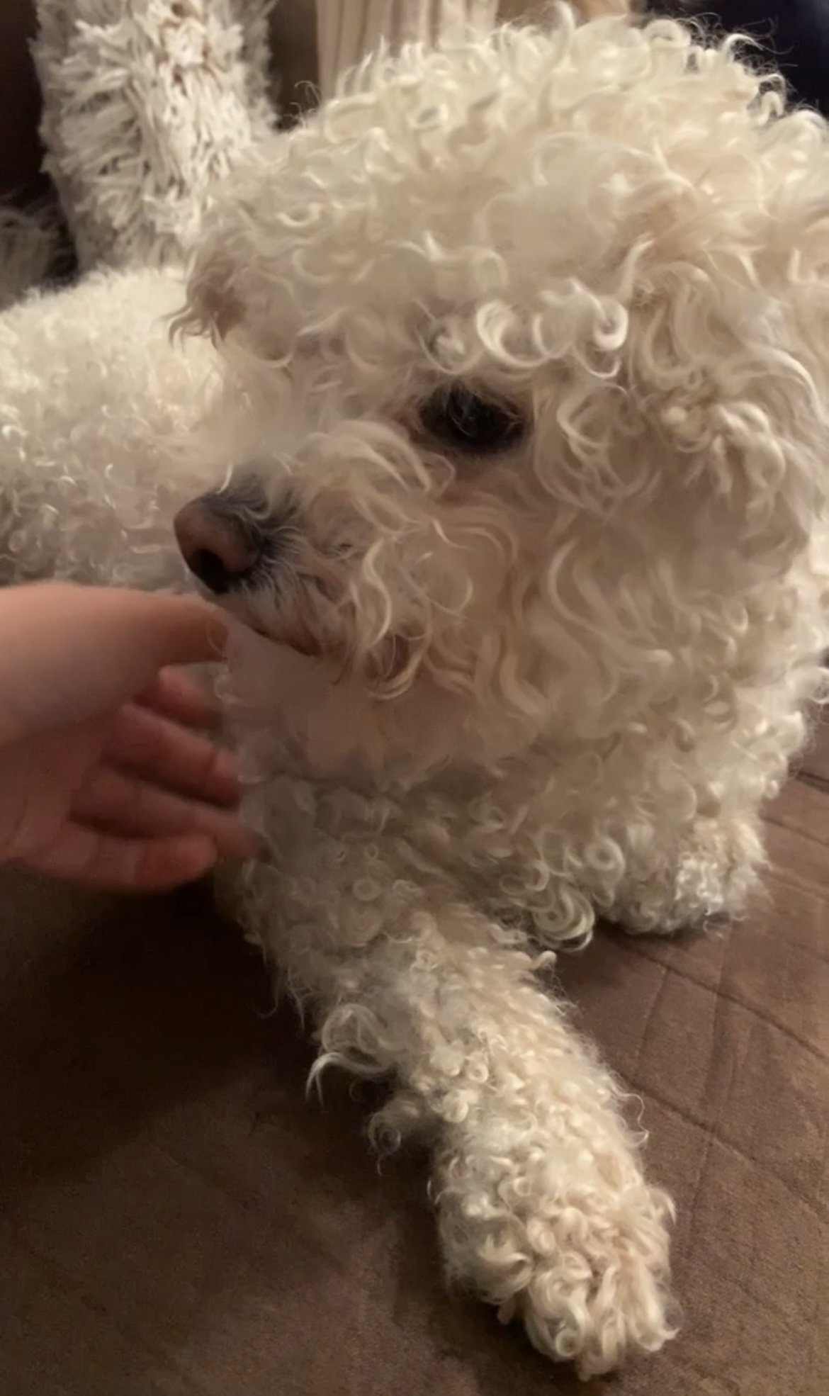 In the Quiet of Gentle Paws”