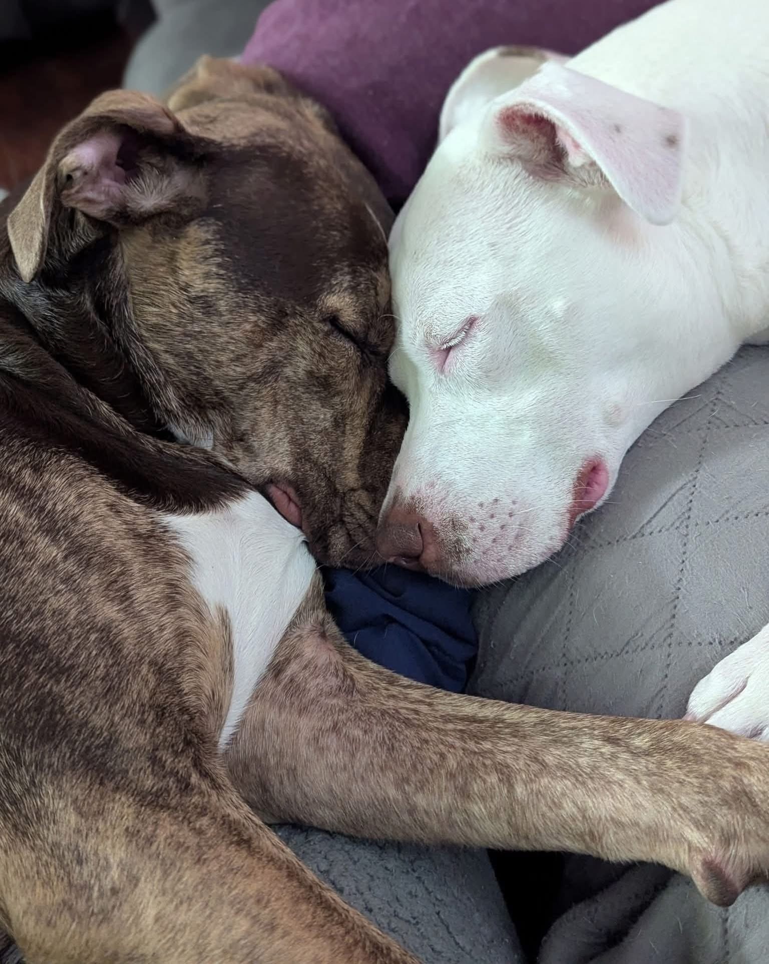 The white dog has severe PTSD and hasn’t slept through the night in years. The brindle dog figured out the cure in one night.