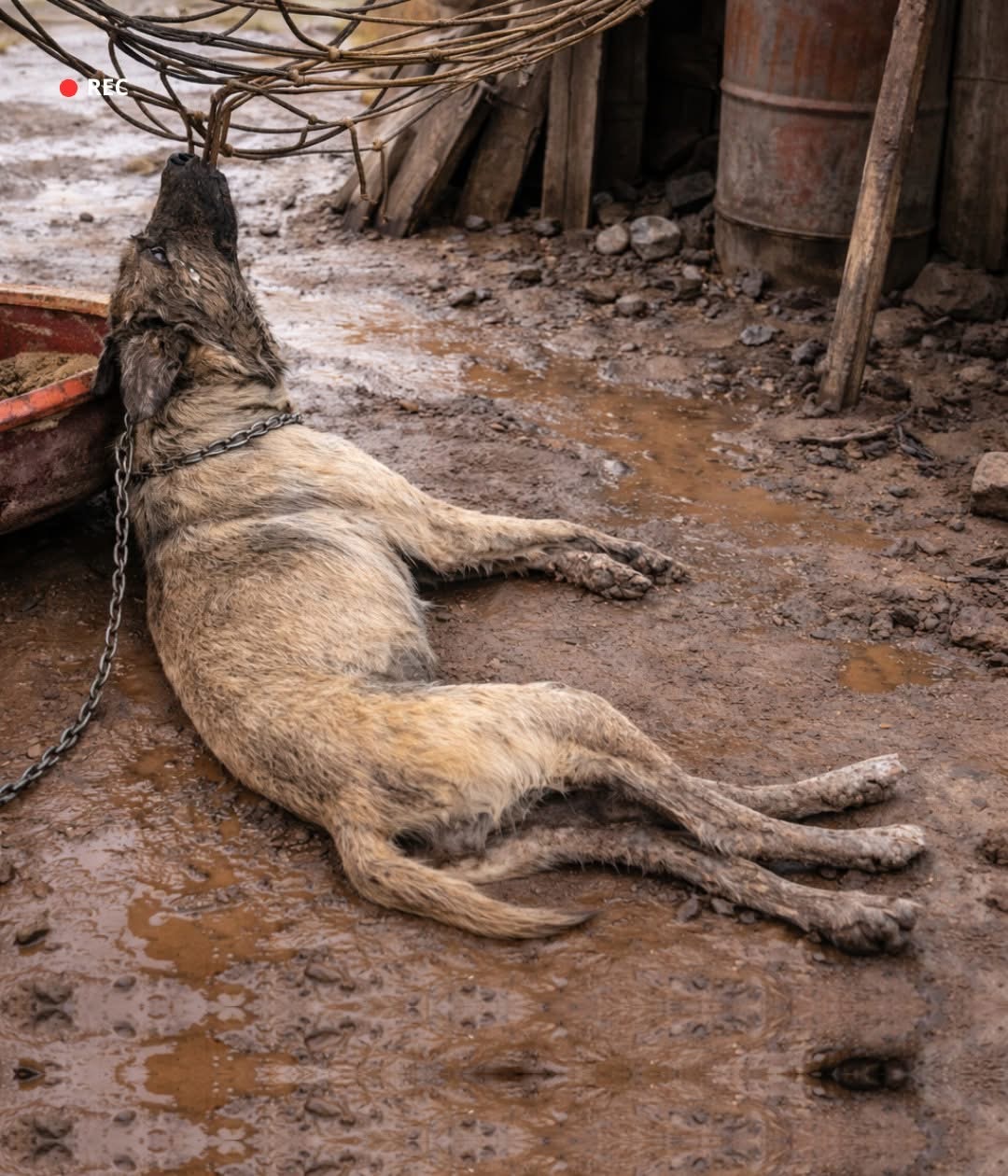 Teddy’s Fight: From Cruelty to Compassion