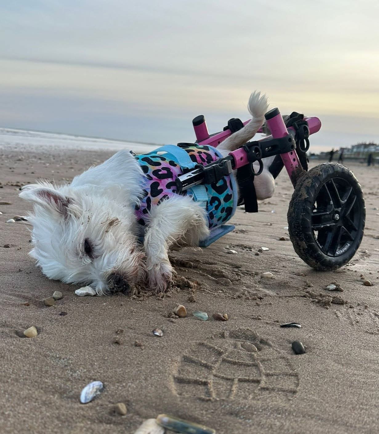 🌟 Pumpkin’s Story ❤️